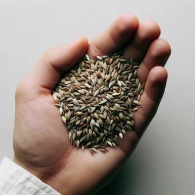 dangers grass seeds
