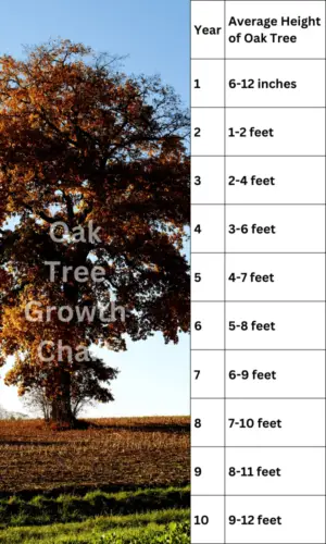 oak tree growth chart