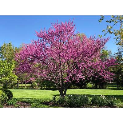 Eastern Redbud Tree Pros and Cons