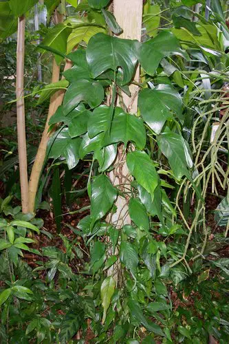Epipremnum Pinnatum Skeleton Key Care: Unlock the Secrets to Thriving Plants
