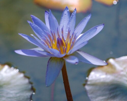 Blue Lotus | This lotus was growing in a water garden at the… | Flickr