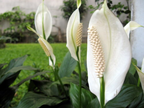Flower Name: Peace Lily Camera