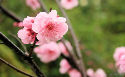 Pink Cherry Blossom | Taken in my garden. More information a… | Flickr