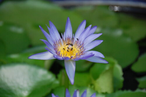 Blue Lotus Flower | Check out the bees swarming in the heart… | Flickr