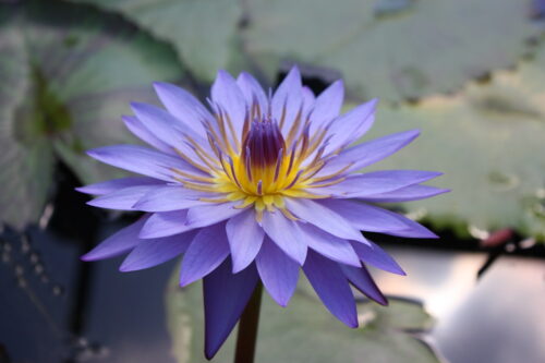 Blue Lotus | Blue Lotus Watergardens had a beautiful display… | Flickr