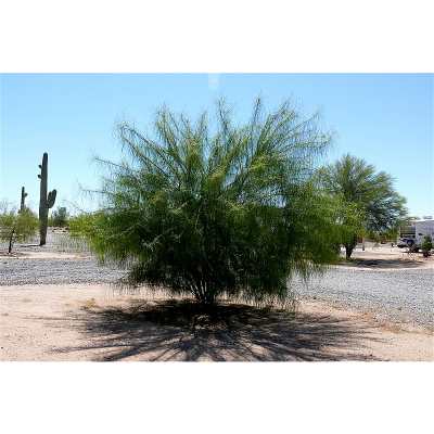 Fun Facts About Palo Verde Trees