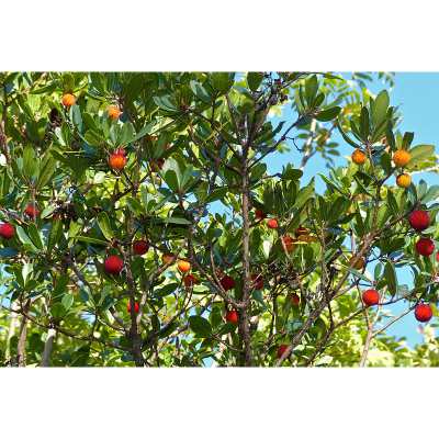 strawberry tree, size, growth rate, height, width, spread, factors affecting size