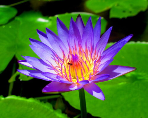 Blue Water Lily (IMG_1917b) | Blue water lily with a visitor… | Flickr