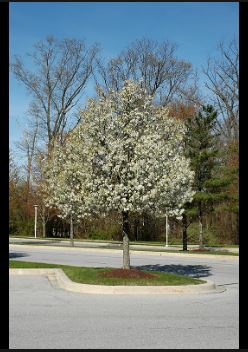 Aristocrat Pear Tree Pros and Cons