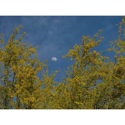 Pros and Cons of Palo Verde Trees