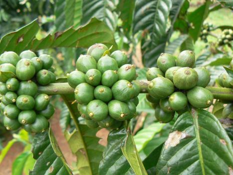 Coffee Plant Leaves Turning Brown