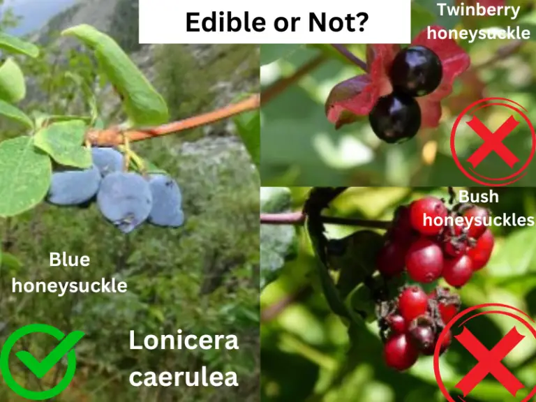 Are Honeysuckle Berries Edible Or Toxic? (Easy To Identify Fruits)