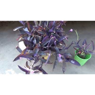 Is purple heart plant indoor or outdoor