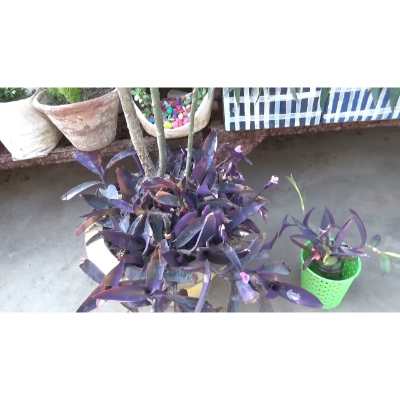 Purple heart plant poisonous
