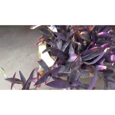 Purple Heart Plant is Simplest Way to Grow