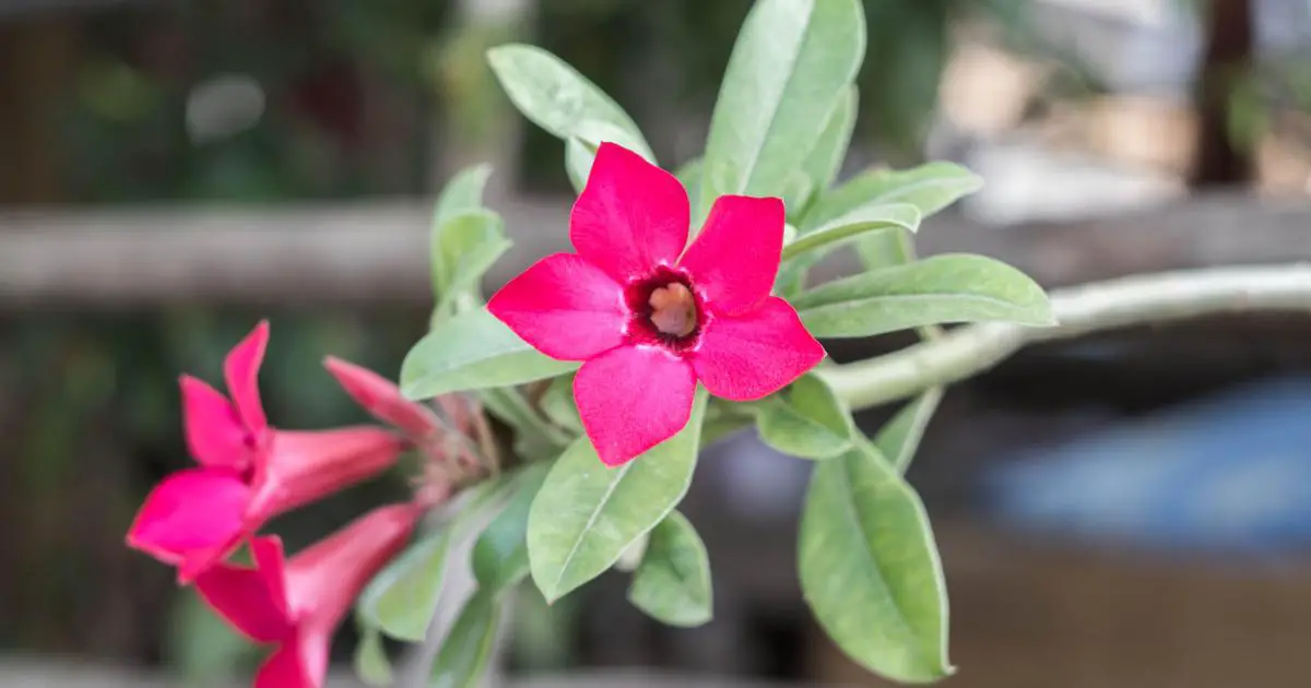 Rio Dipladenia: Plant Care, Propagation, Growth Rate, Facts, Characteristics  