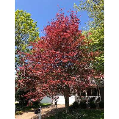 Tricolor Beech Tree Pros and Cons