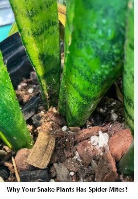 Why Your Snake Plants Has Spider Mites