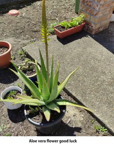 aloe vera flower bring good luck