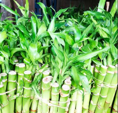 16 bamboo stalks meaning