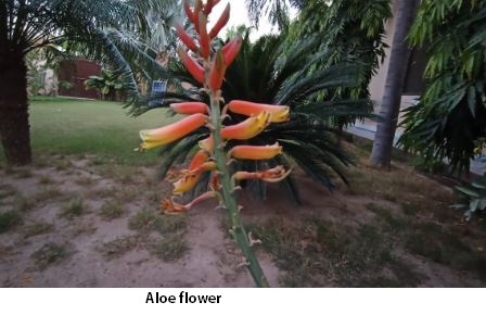 aloevera flowering