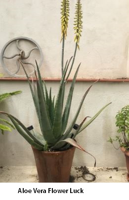 aloe vera flower luck