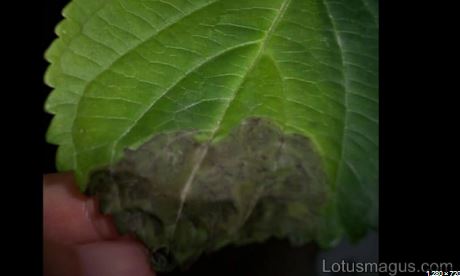 hydrangea leaves turning black - 10 Causes & How to Fix it