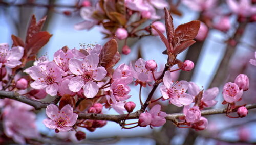 Royalty-Free photo: Pink cherry blossoms closeup photo | PickPik