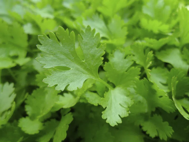 Tips For Growing Cilantro From Seeds