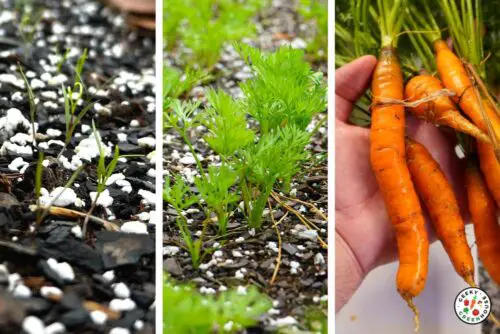 Carrot Growth Stages  