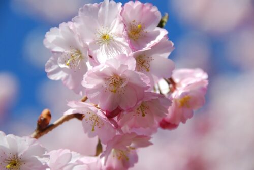 A close up of a bunch of pink flowers. Cherry blossom spring flowering trees. - PICRYL - Public Domain Media Search Engine Public Domain Search