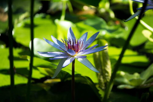 Royalty-Free photo: Depth of field photography of white lotus flower |  PickPik
