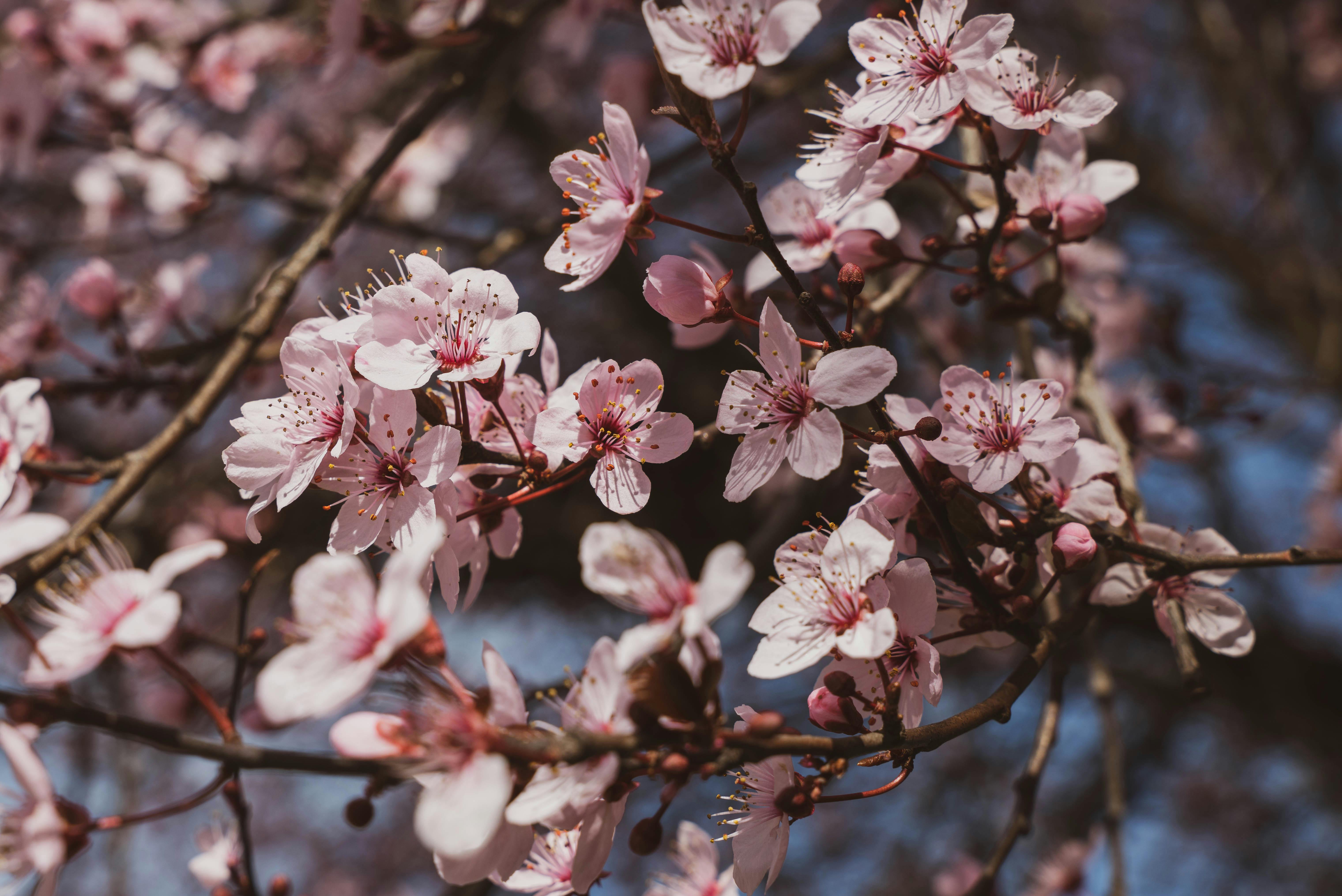 Close-up of Cherry Blossom · Free Stock Photo