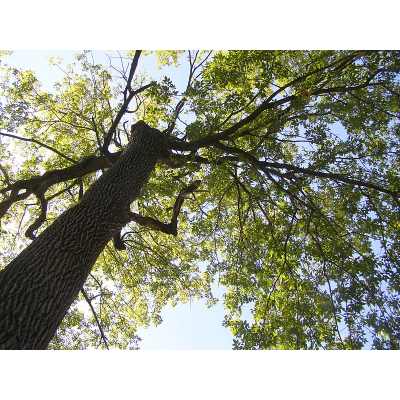 Green Ash Tree Pros and Cons