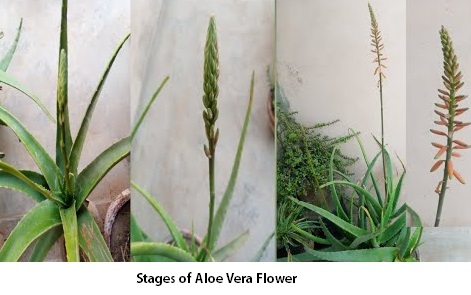 aloe vera flower stages