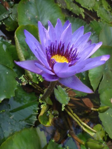 A purple flower with yellow center surrounded by green leaves. Lotus purple  nymphaea alba nymphaea alba. - PICRYL - Public Domain Media Search Engine  Public Domain Image
