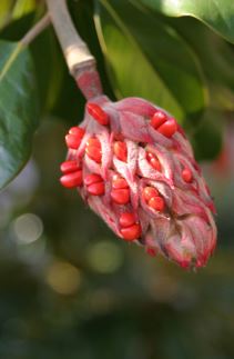 magnolia seeds edible