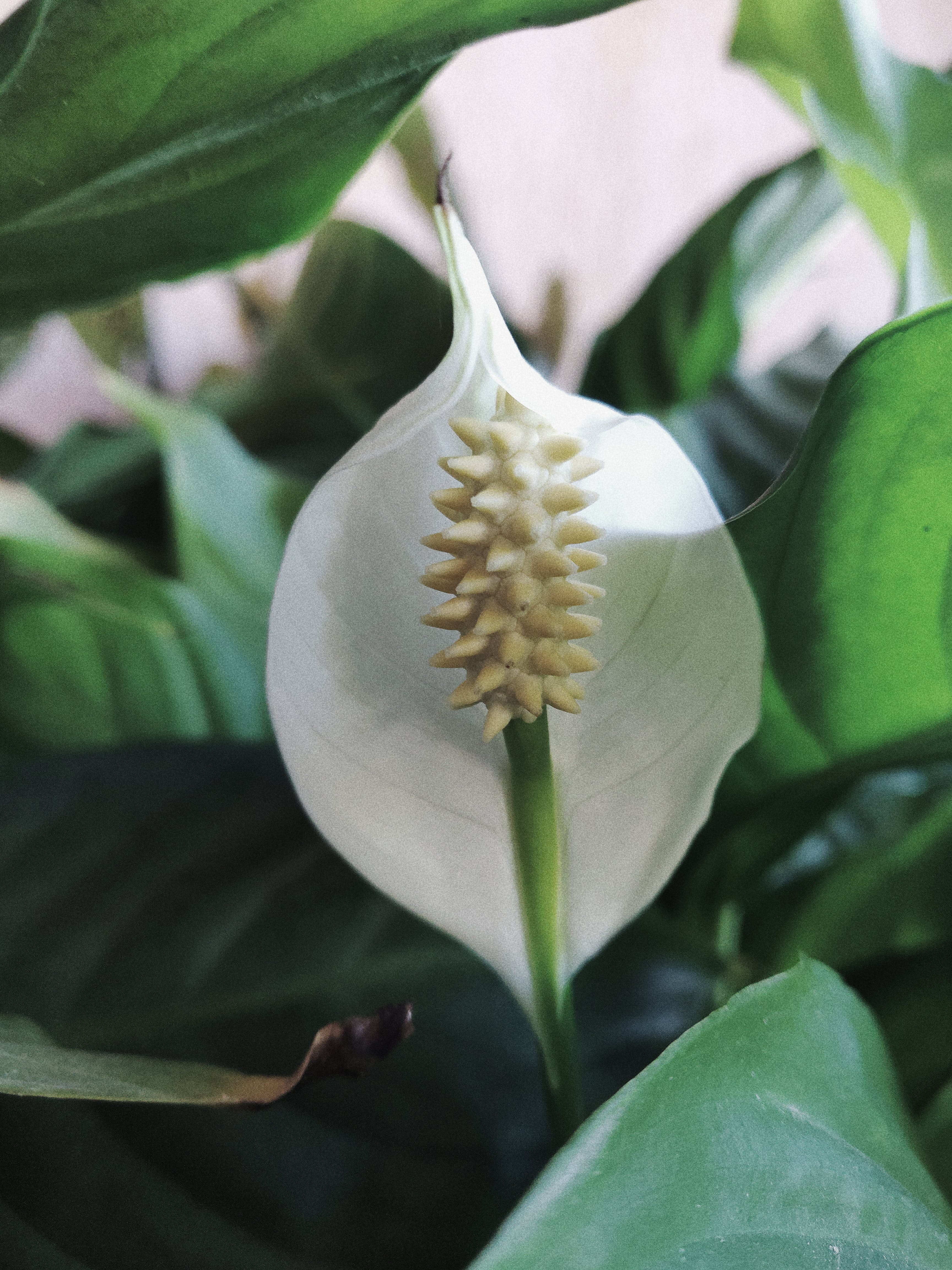 Photo Of White Peace Lily 