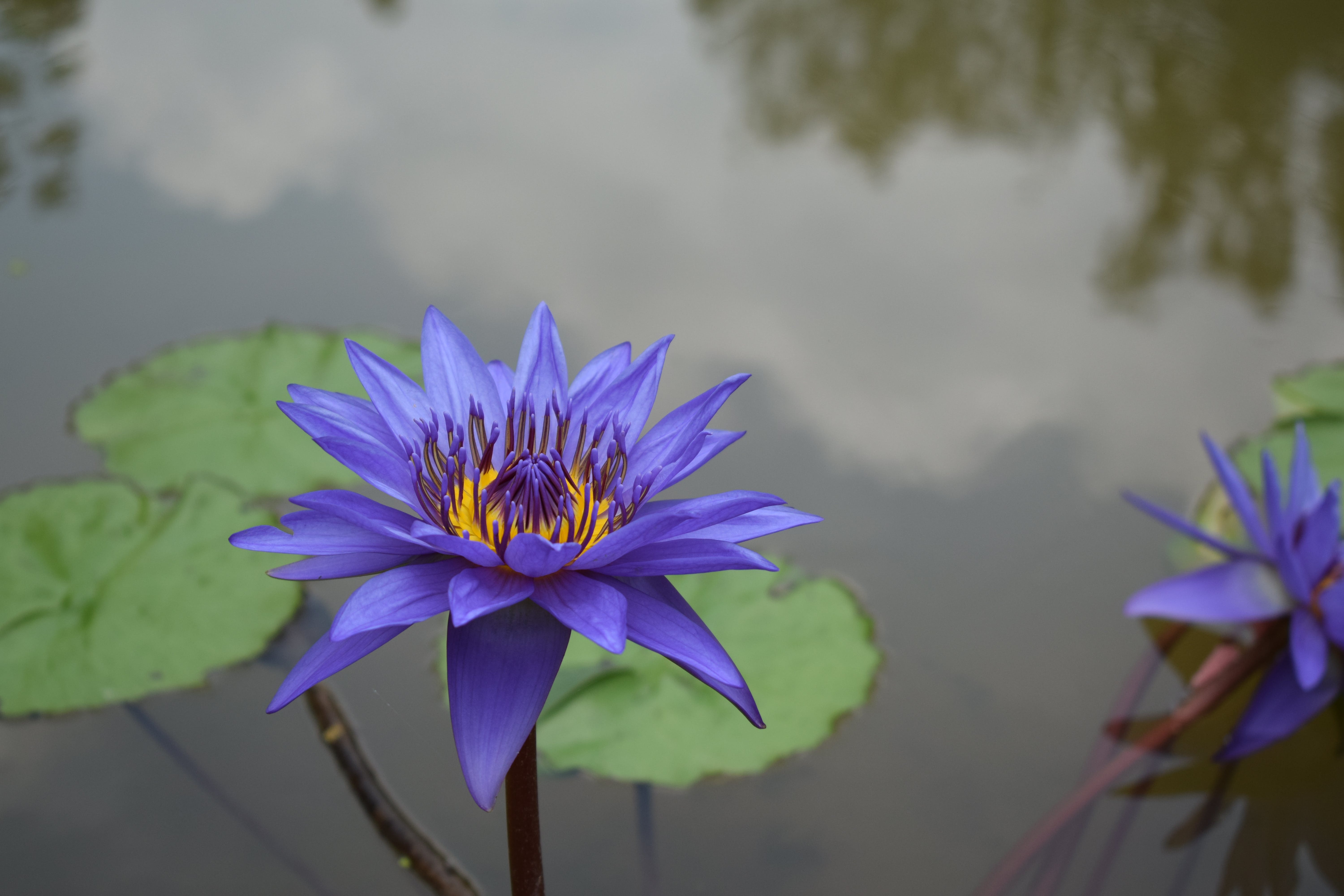 Selective Focus Photo of an Egyptian Lotus Flower · Free Stock Photo