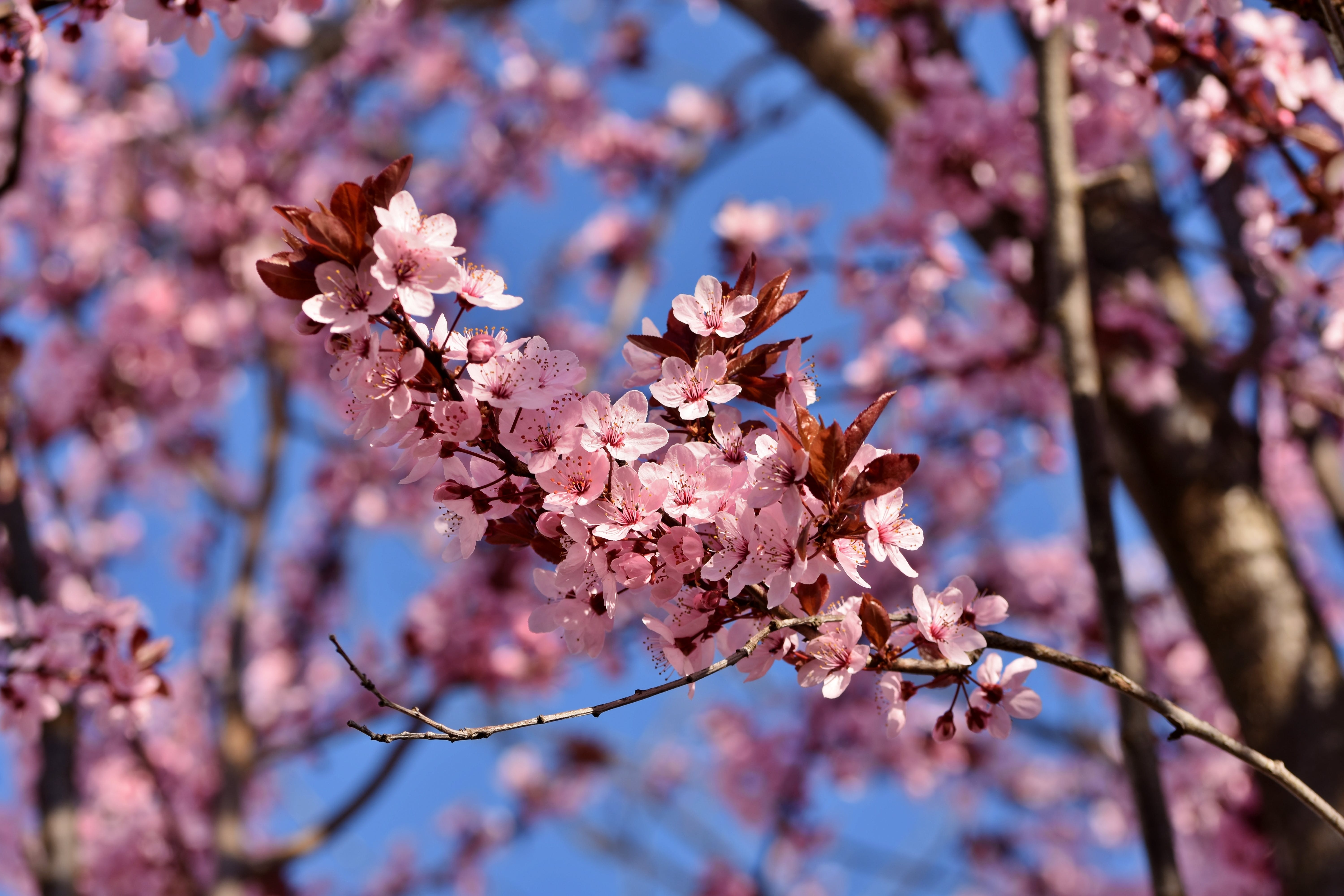 Pink Cherry Blossom in Close Up Photography · Free Stock Photo