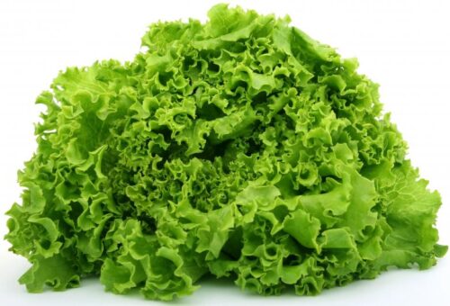 Salad - Free Stock Photo 