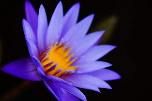 Free Stock Photo of Purple flower on black | Download Free Images and Free  Illustrations