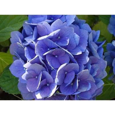 Purple Hydrangea Meaning