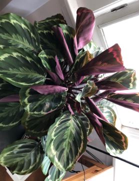 Calathea Leaves Curling and Turning Brown