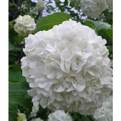 White Hydrangea Meaning