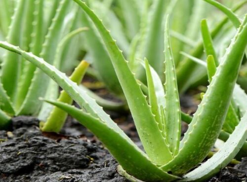 Healthy Benefits of Drinking Aloe Vera Juice