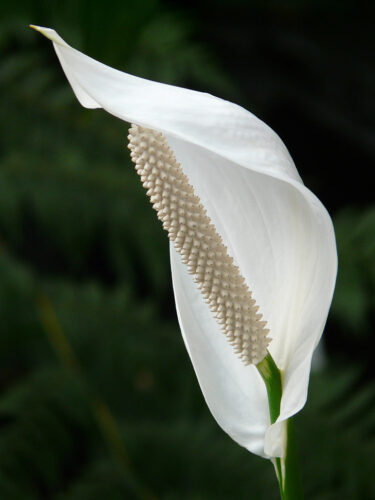 Royalty-Free photo: Peace lily flower closeup photo 