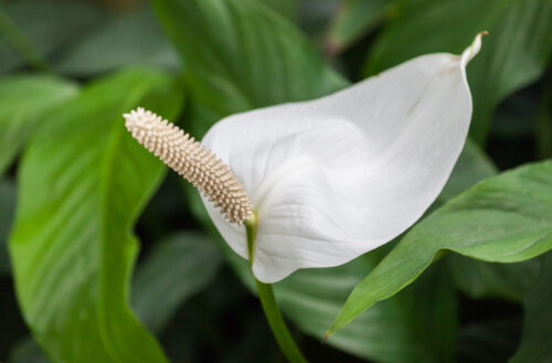 Air-cleaning houseplants: the spathiphyllum
