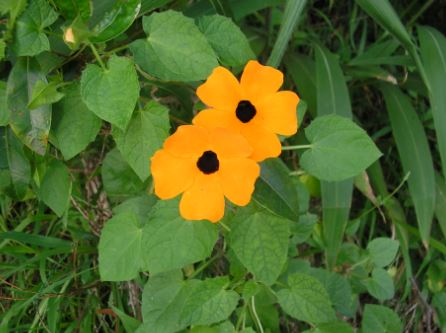do black-eyed susan vines come back every year