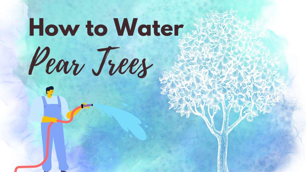 How to Water a Pear Tree Lotusmagus